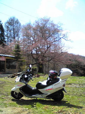 2010立屋の桜.jpg