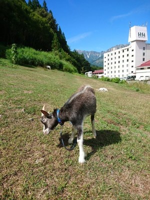 ヤギと花