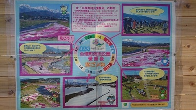 農具川芝桜