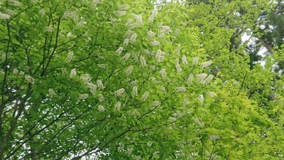 花壇の花たち