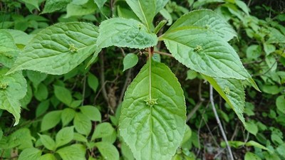 花壇の花たち