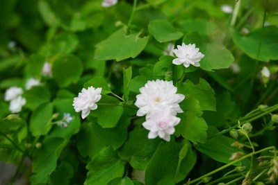 花壇の花たち