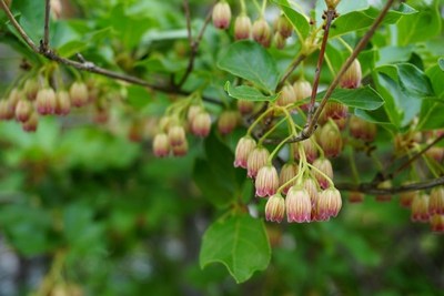 花壇の花たち