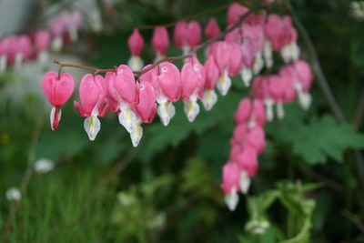 花壇の花たち