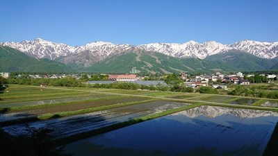 新緑の白馬