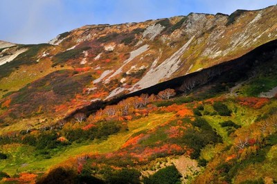 栂池の紅葉