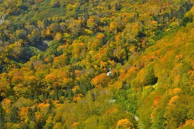 栂池の紅葉