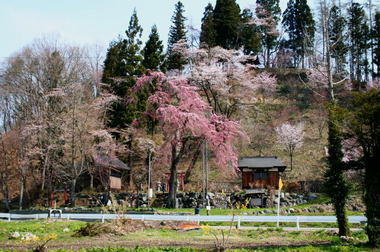 撤燃桜.jpg