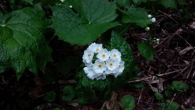DSC_1202.jpg