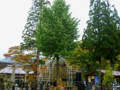 大出の吊橋のいちょう.jpg