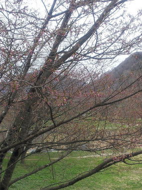 大出の吊橋桜全体.jpg