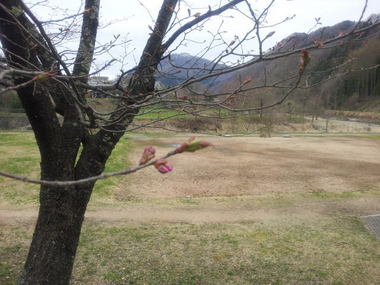 大出の吊橋蕾.jpg