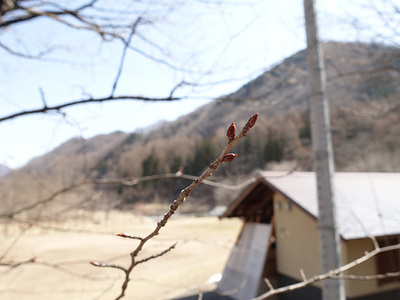 桜の蕾.jpg