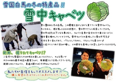 雪中キャベツ