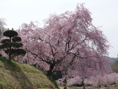 春の花