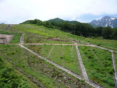 五竜高山植物園