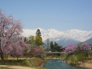 大出の吊橋の桜