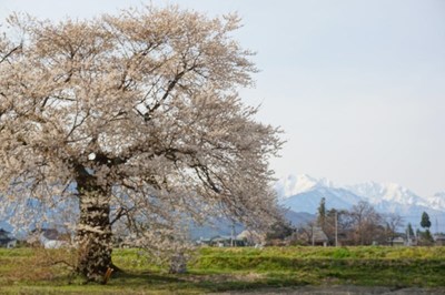 桜前線