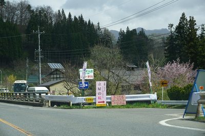 立屋・番所の桜