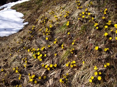 堀田の福寿草