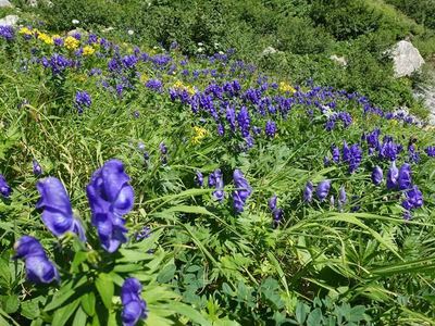 白馬岳お花畑