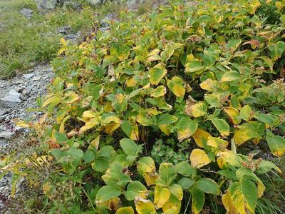 槍ヶ岳山荘へ