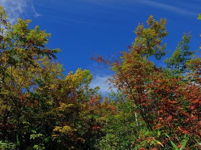 小遠見山