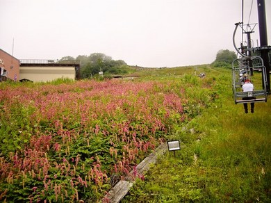 五竜高山植物園