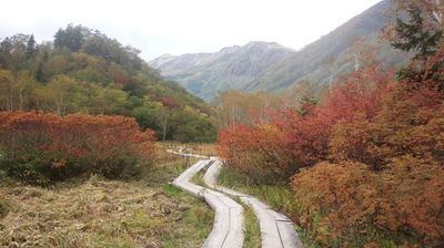 紅葉の栂池自然園