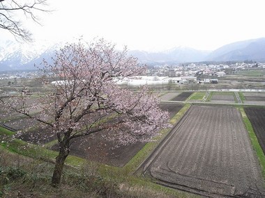 白馬村桜2012.4.30
