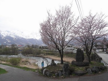 白馬村桜2012.4.30