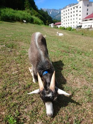 ヤギと花