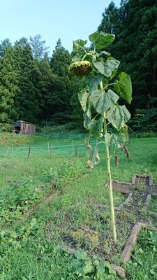 残念ひまわり