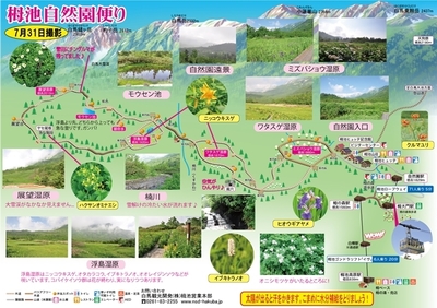 栂池自然園の花だより