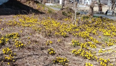 ミズバショウ