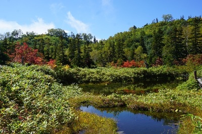 自然園の紅葉2