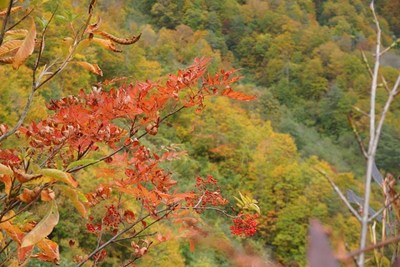 猿倉の紅葉