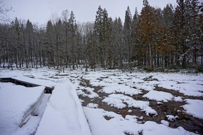 【花情報】落倉自然園