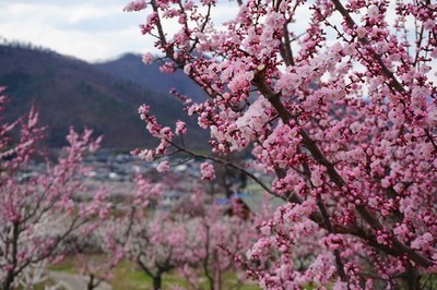 【花情報】あんずの里