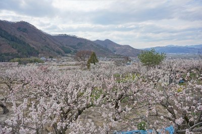 【花情報】あんずの里