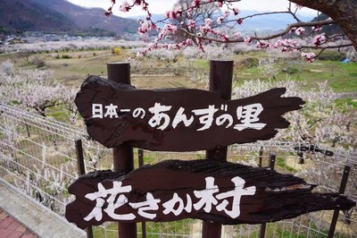 【花情報】あんずの里