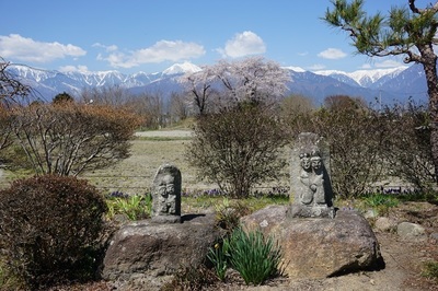 安曇野の桜