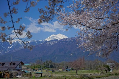 安曇野の桜