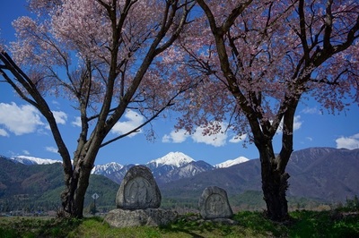 安曇野の桜