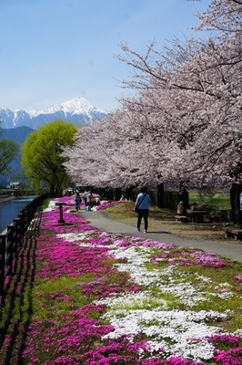 安曇野の桜
