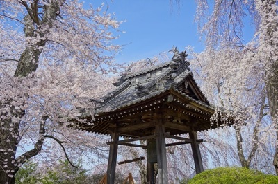 安曇野の桜