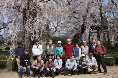 安曇野の桜