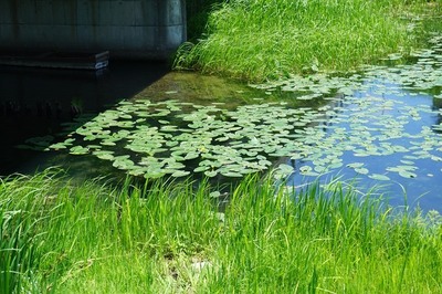 仁科三湖の花