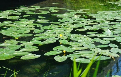 仁科三湖の花
