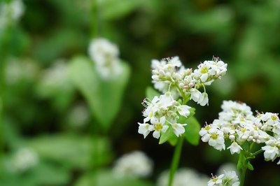 そばの花